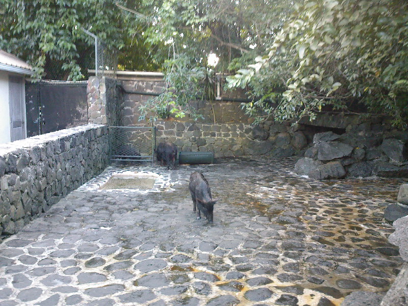 gal/Ile Maurice/SP_A0250_Reserve_des_Mascareignes.jpg